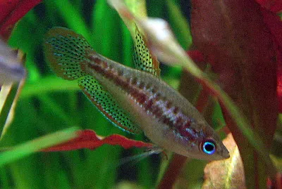 Gurami pigmeo