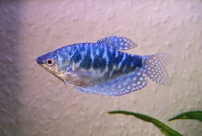 Gurami blu