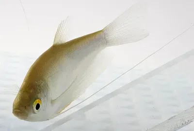 Gurami chiaro