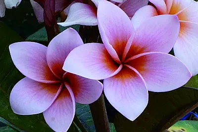 é›žè›‹èŠ±