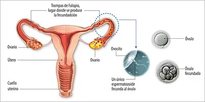 bebe 5 jigsaw puzzle