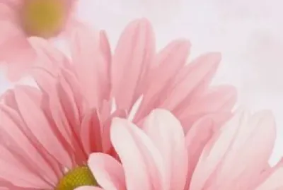 flores5