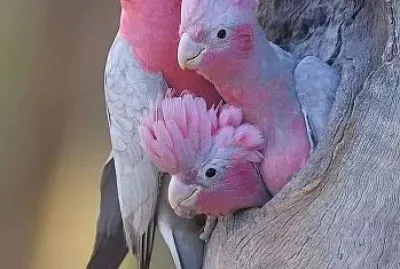 animais5