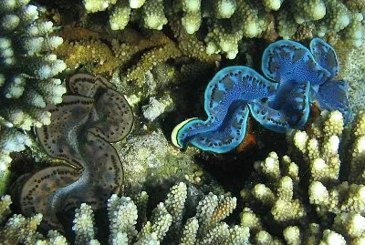 Tridacna maxima jigsaw puzzle