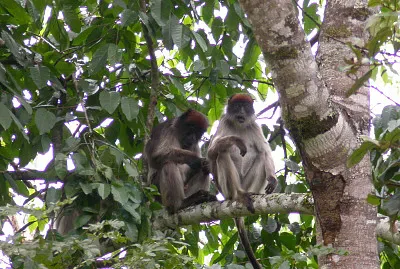 Colobo rosso dell 'uganda