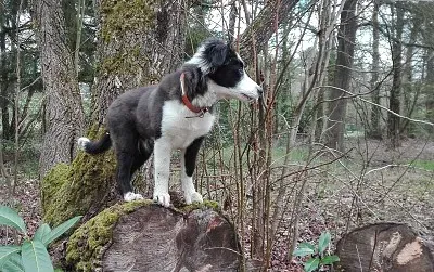 jeune border collie