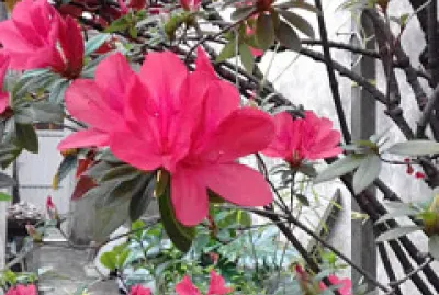 flores - Azalea jigsaw puzzle