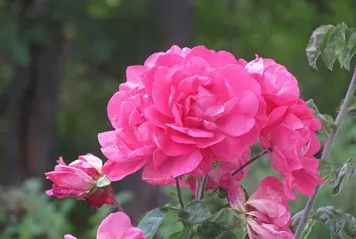 Pink roses