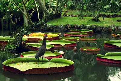 Vitoria Regia - Amazonas - Brasil