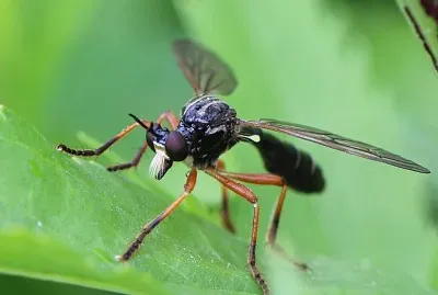 Dioctria cothurnata jigsaw puzzle