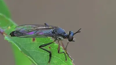Dioctria hyalipennis jigsaw puzzle