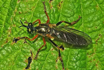 Dioctria rufipes