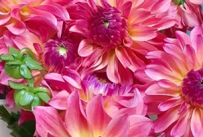 flores