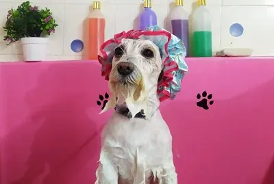 perrito