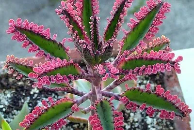 פאזל של flores