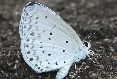 Celastrina argiolus
