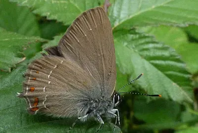 Satyrium esculi