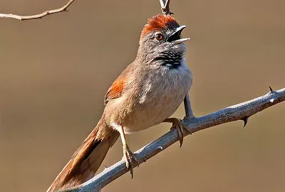 Synallaxis albescens