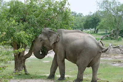Elefante dello sri lanka
