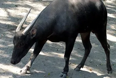 Anoa