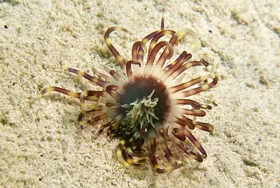 Arachantus nocturnus