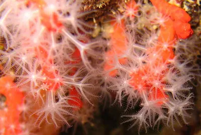 Corallium rubrum