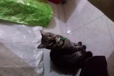 פאזל של Kerito