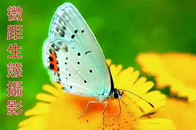 å¾®è·ç”Ÿæ…‹æ”å½±