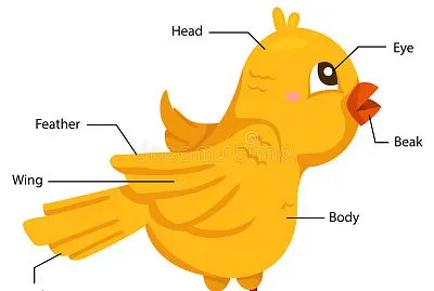 PARTS OF BIRDS