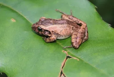 Craugastor berkenbuschii
