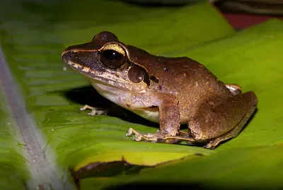 Craugastoe raniformis