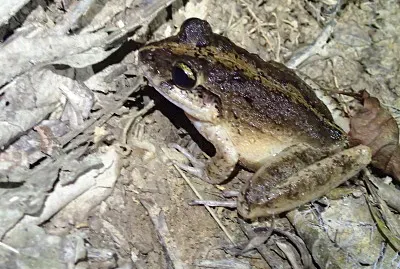 Craugastor sabrinus