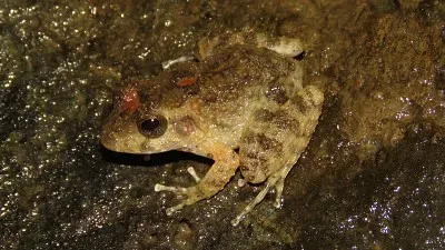 Craugastor taurus