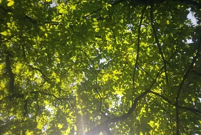 Blick in die Baumkrone jigsaw puzzle