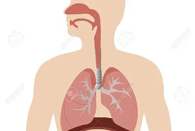 SISTEMA RESPIRATORIO