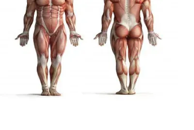 MÃšSCULOS DEL CUERPO HUMANO