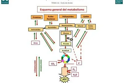 ESQUEMA GENERAL DEL METABOLISMO