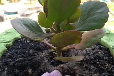 natureza e famÃ­lia