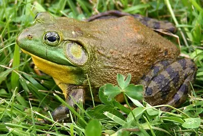 Lithobates catesbeianus