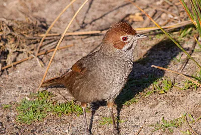 Uccello di macchia  castano