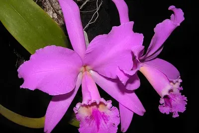 פאזל של orquÃ­dea