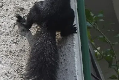 ARDILLA EN LA PARED jigsaw puzzle