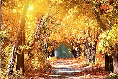 autumn#240