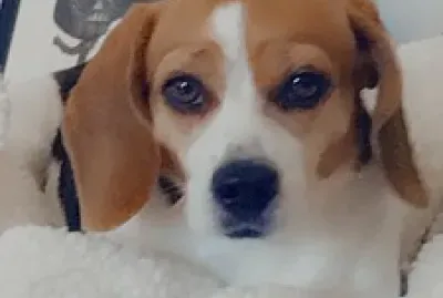Beagle dog named Sugar