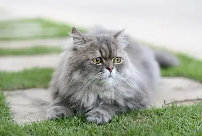 rompecabeza  de gato persa