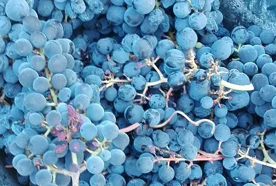 uvas