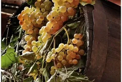 tempo di vendemmia jigsaw puzzle