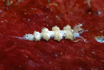 Noumeaella rehderi jigsaw puzzle