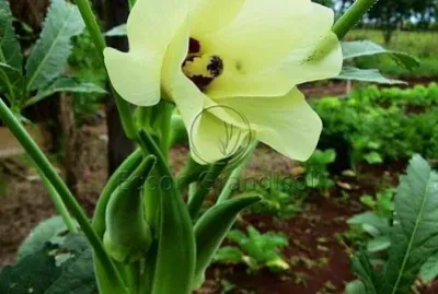 imagem jigsaw puzzle