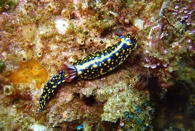 Hypsecolodoris obscura